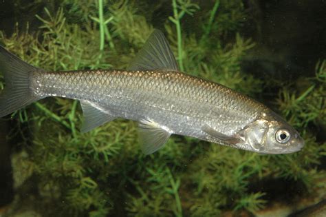  Leuciscus: Un poisson au corps fusiforme qui brille de mille reflets scintillants sous les eaux fraîches!