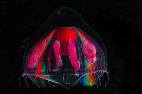  Zyzzyzus : Découvrez le petit hydromédusa qui brille dans l'obscurité abyssale !